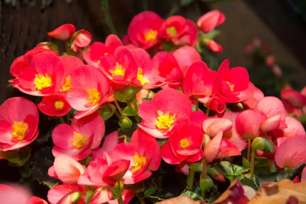 Flor begônia: Tipos, como plantar, cuidar e significados 12 Varias flores begonia rosa