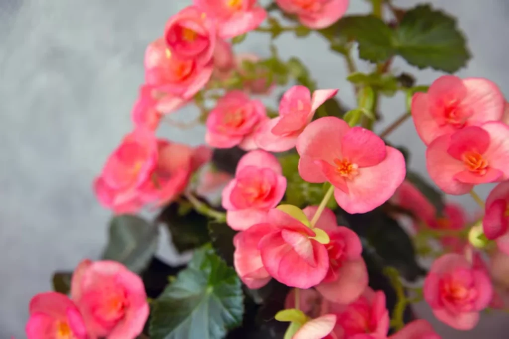 Flor begônia: Tipos, como plantar, cuidar e significados 11 flores begonia rosa