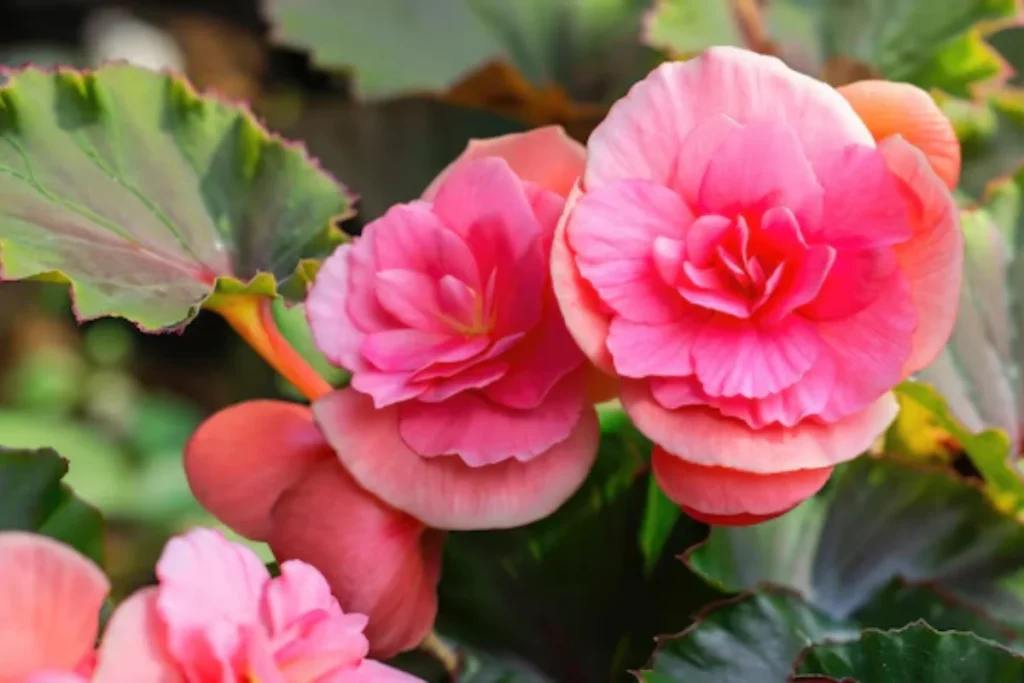 Flor begônia: Tipos, como plantar, cuidar e significados 3 flores begonia rosa