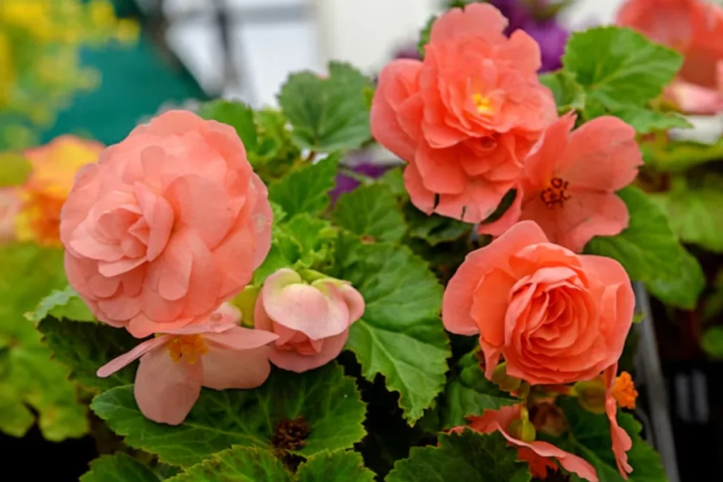 Flor begônia: Tipos, como plantar, cuidar e significados 5 Begônia Tuberosa
