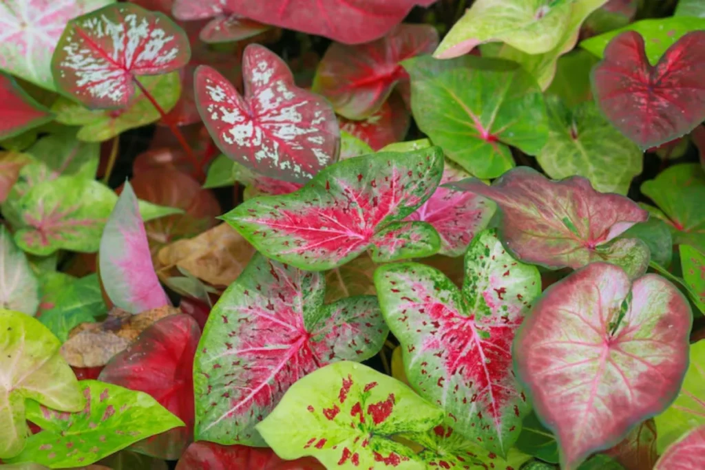 Flor begônia: Tipos, como plantar, cuidar e significados 6 Begônia Rex