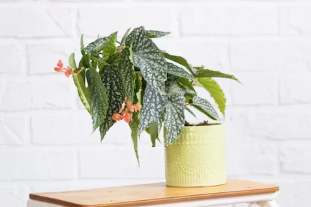 Flor begônia: Tipos, como plantar, cuidar e significados 7 Begônia Asa-de-Anjo