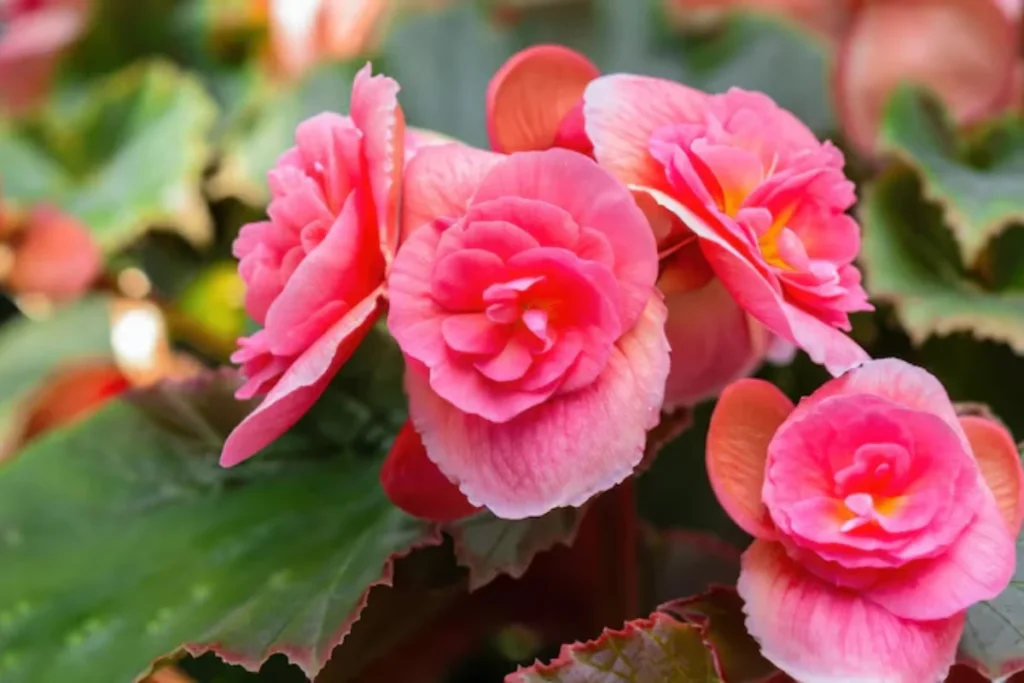 Flor begônia: Tipos, como plantar, cuidar e significados 8 Begônia Elatior