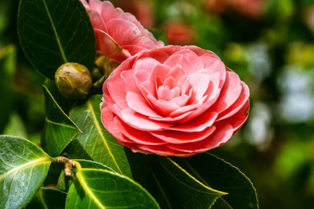 Flor camélia: Tipos, como plantar, cuidados e significado 3 flor camélia rosa