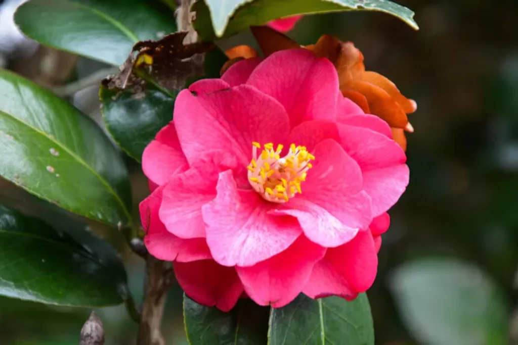 Flor camélia: Tipos, como plantar, cuidados e significado 4 Camellia japonica