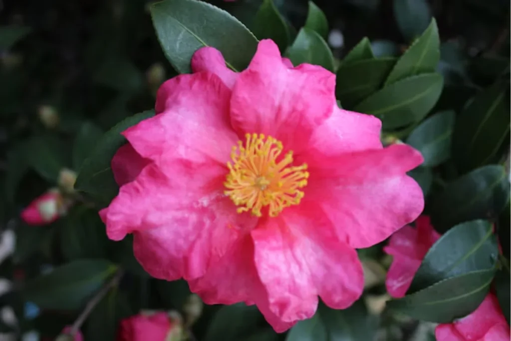 Flor camélia: Tipos, como plantar, cuidados e significado 5 Camellia sasanqua