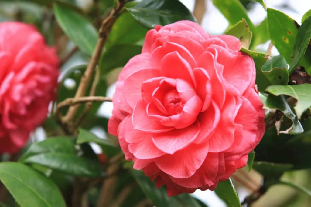 Flor camélia: Tipos, como plantar, cuidados e significado 8 flores camélia rosa
