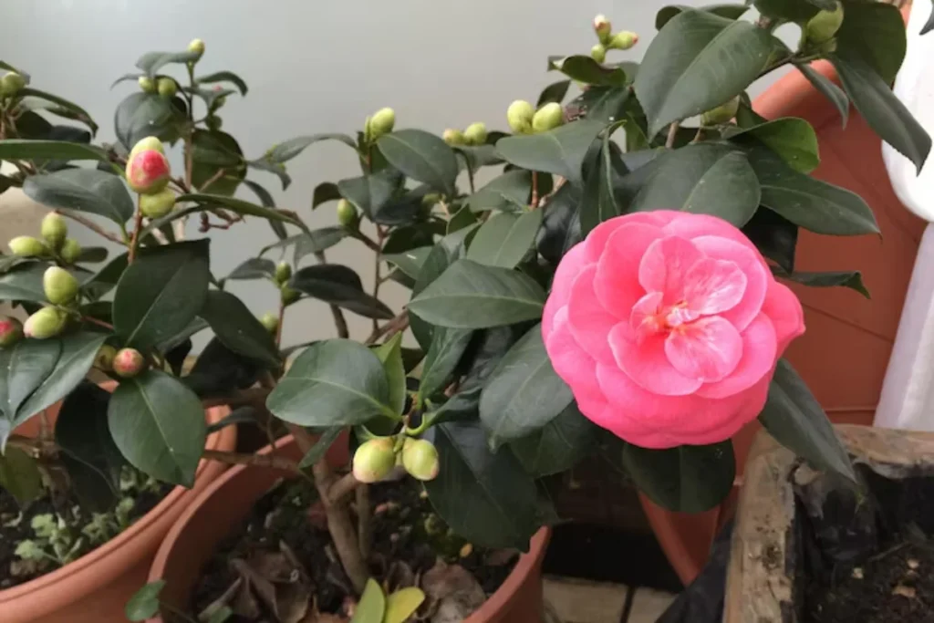 Flor camélia: Tipos, como plantar, cuidados e significado 9 flor camélia em vaso