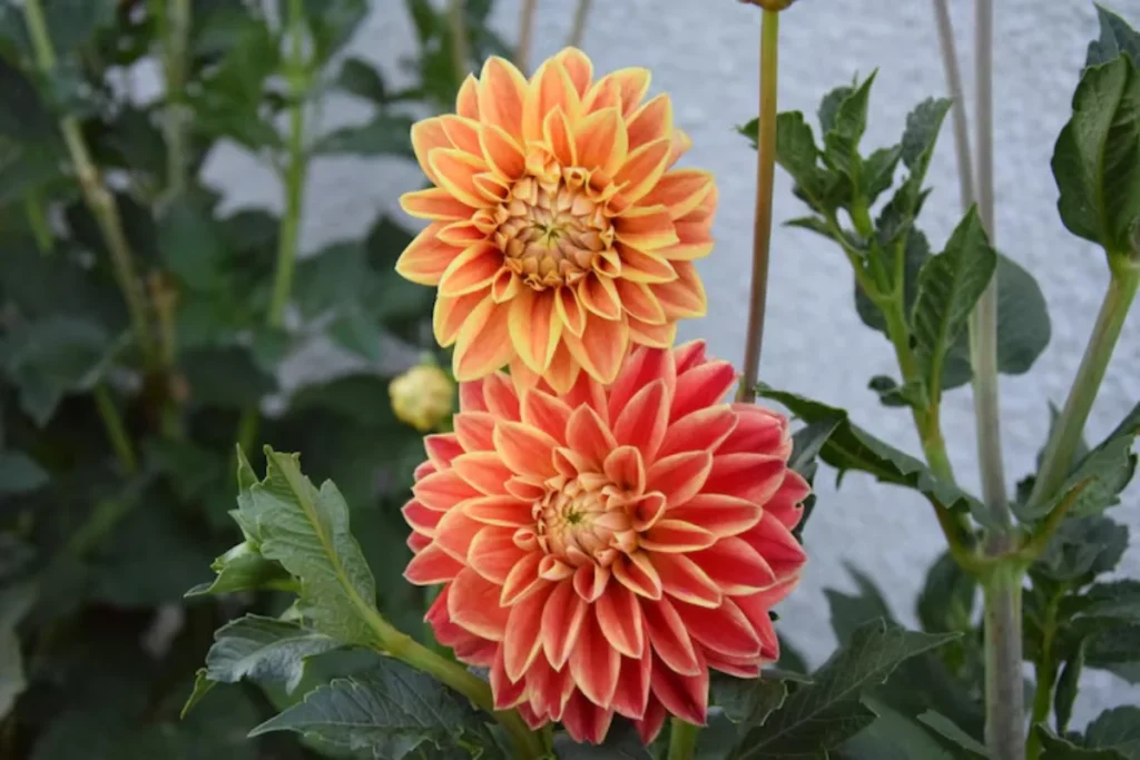 Flor Dálias laranja