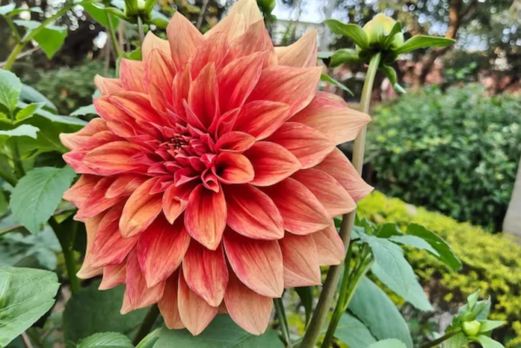 Flor Dálias Decorativas