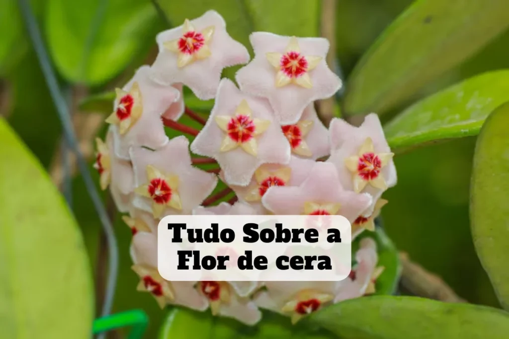 flor de cera