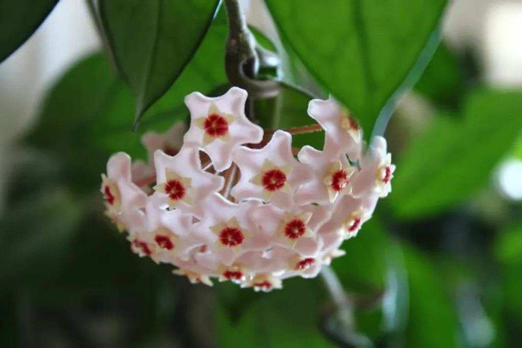 Flor de cera: Como plantar, cuidados, variedades e significado 3 Linda flor de cera