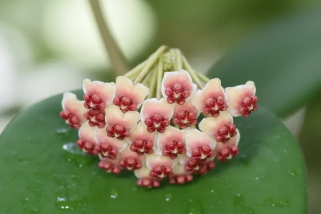 Flor de cera: Como plantar, cuidados, variedades e significado 6 Flor de cera Hoya Kerrii