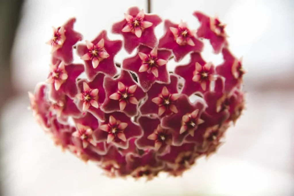 Flor de cera: Como plantar, cuidados, variedades e significado 7 Flor de cera Hoya Publicalyx