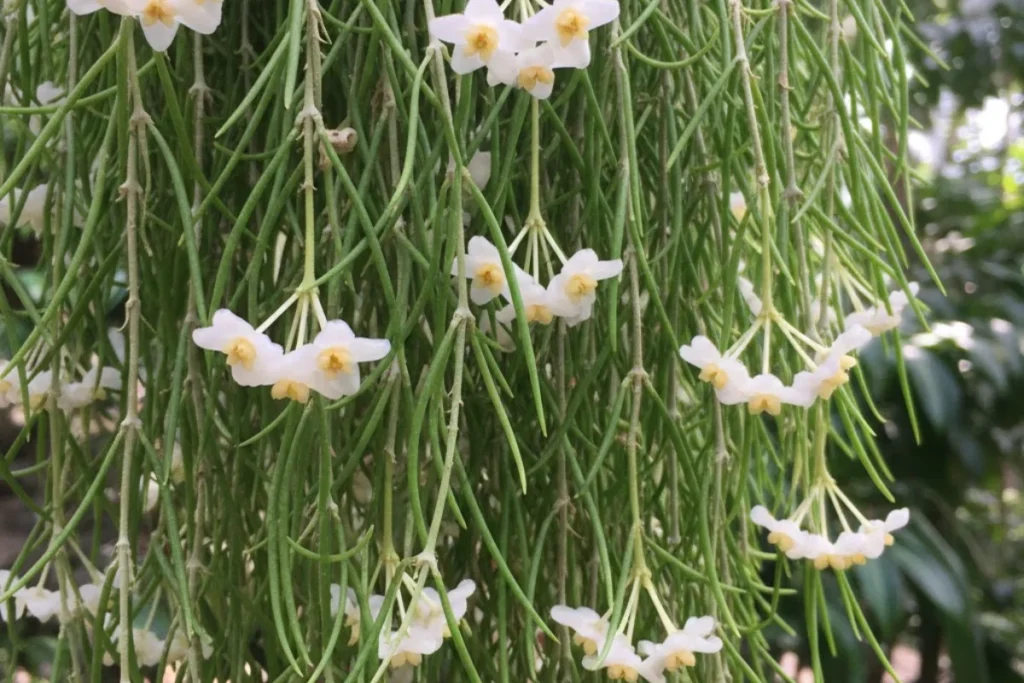 Flor de cera: Como plantar, cuidados, variedades e significado 8 Flor de cera Hoya Linearis