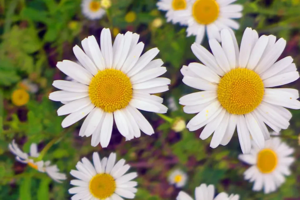 Margarida Comum (Leucanthemum vulgare)