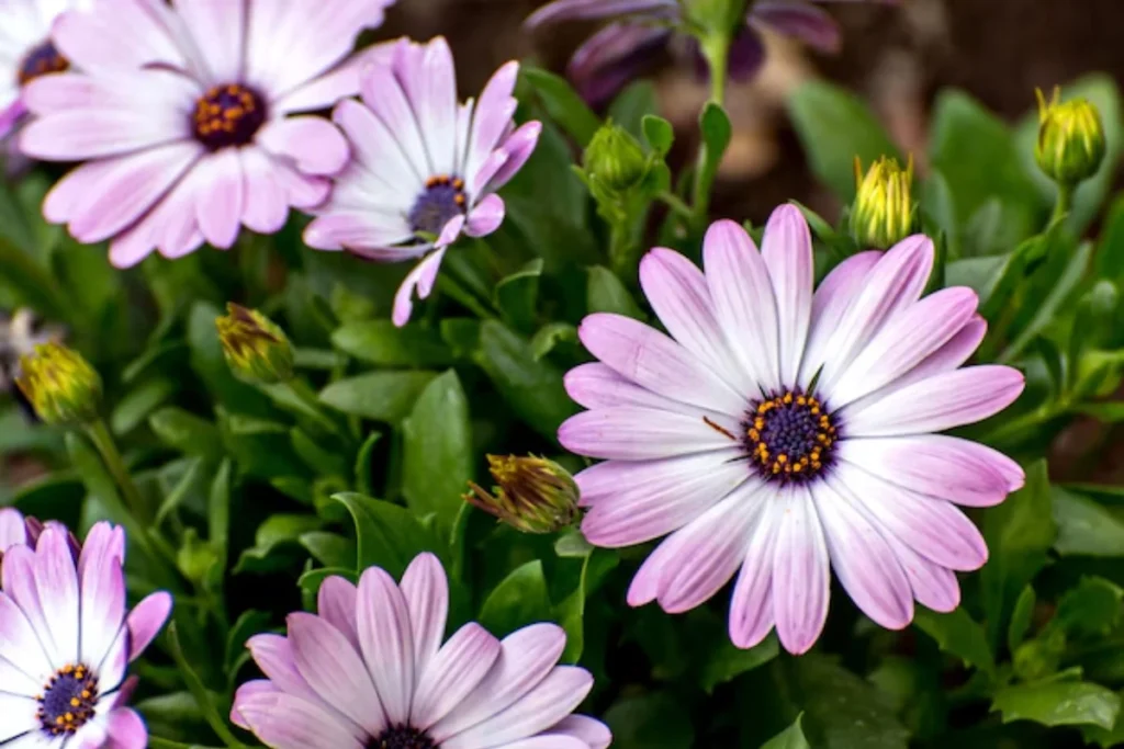 Margarida-do-Cabo (Osteospermum)