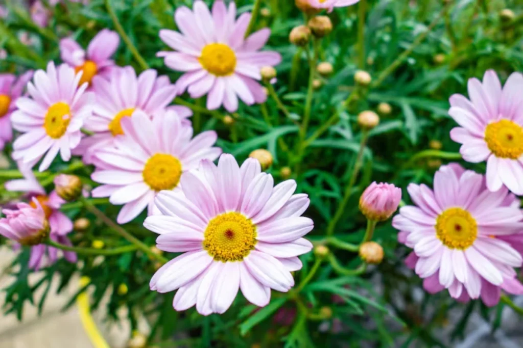 Margarida-de-Paris (Argyranthemum frutescens)