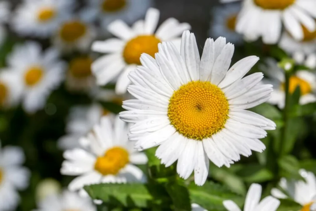 Shasta Daisy (Leucanthemum x superbum)