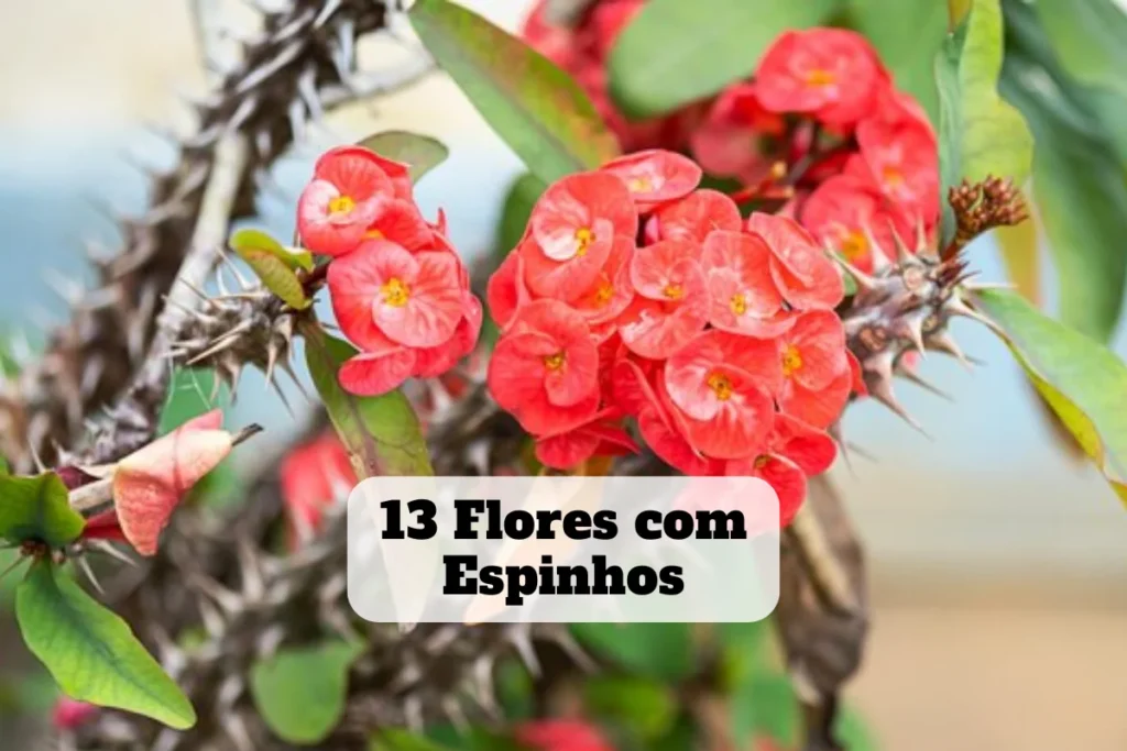 flores com espinhos