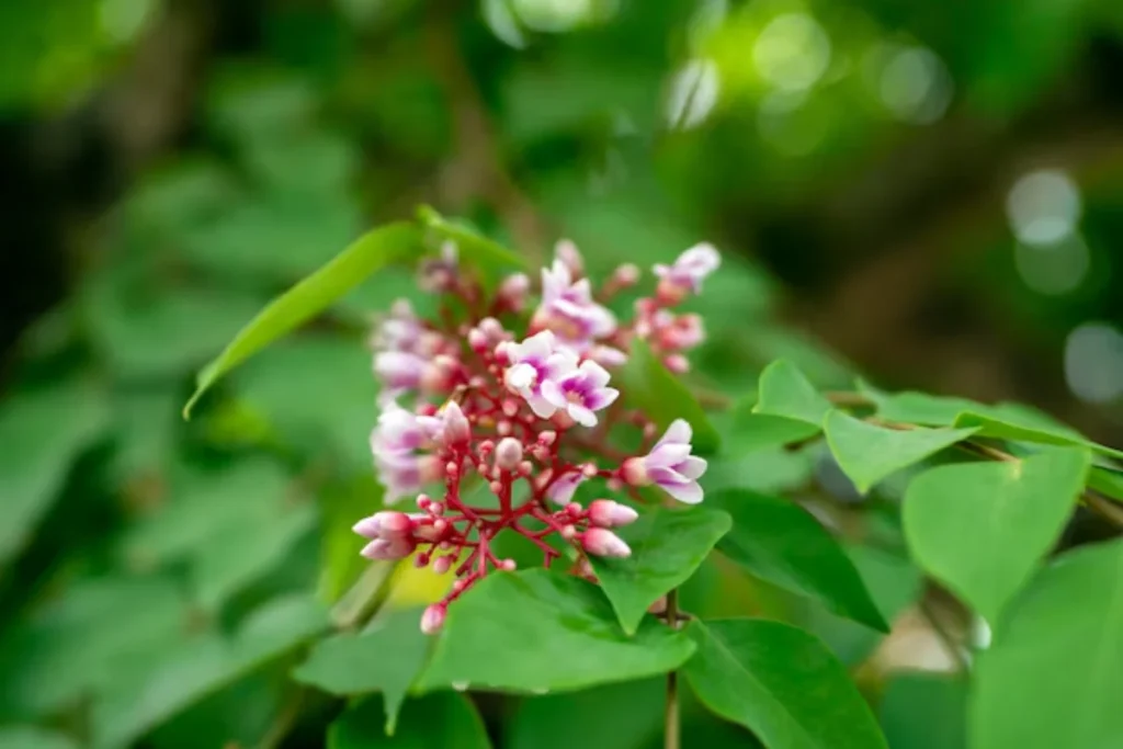 Carambola (Averrhoa carambola)