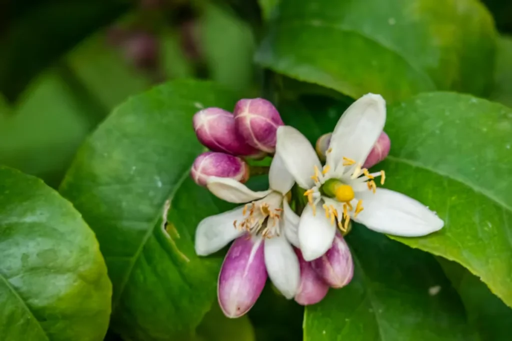 Limão-Cravo (Citrus limonia)