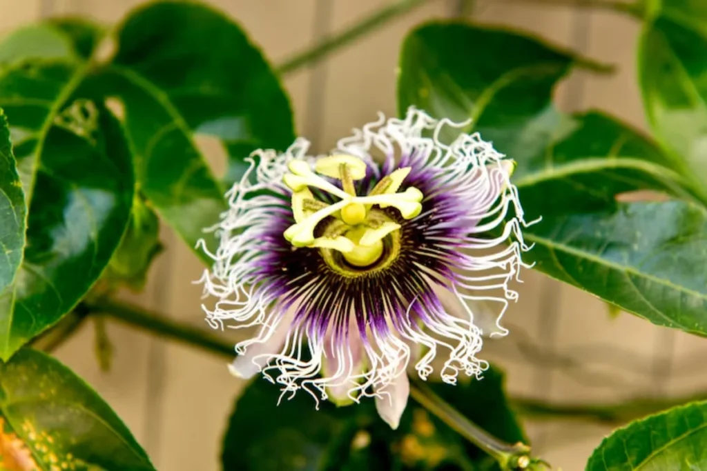 Maracujá (Passiflora edulis)