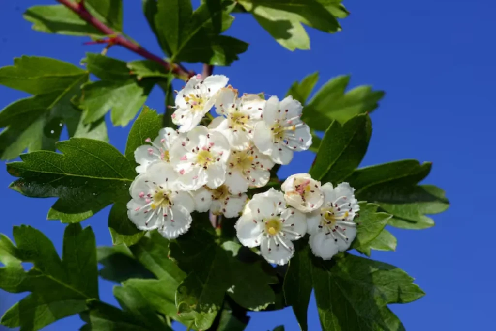 Espinheiro-Branco (Crataegus monogyna)