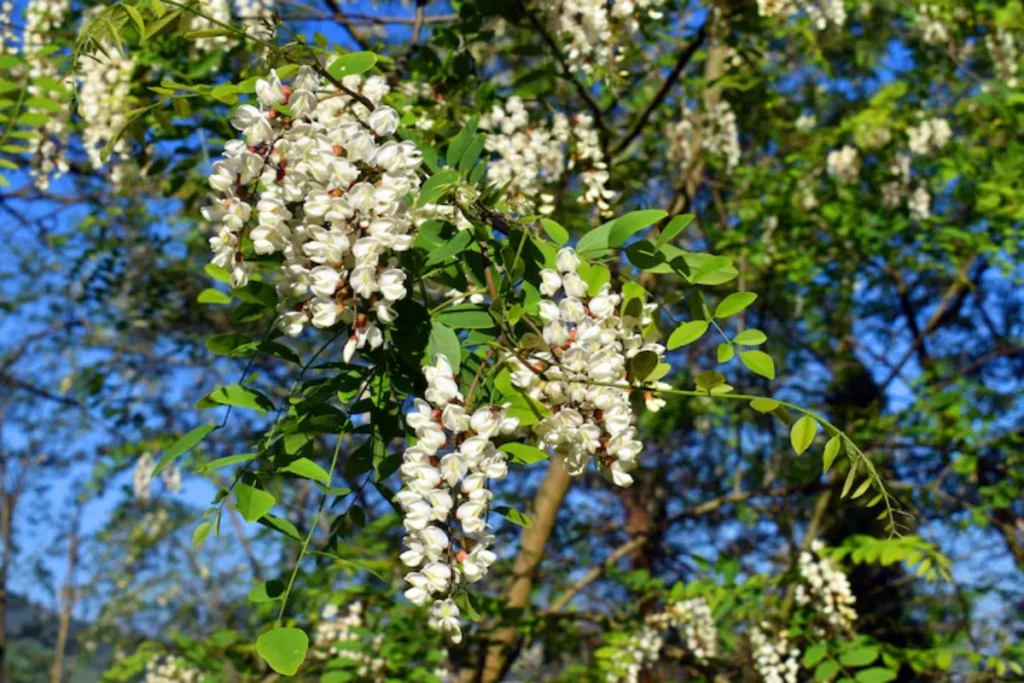 Locusta (Robinia pseudoacacia)