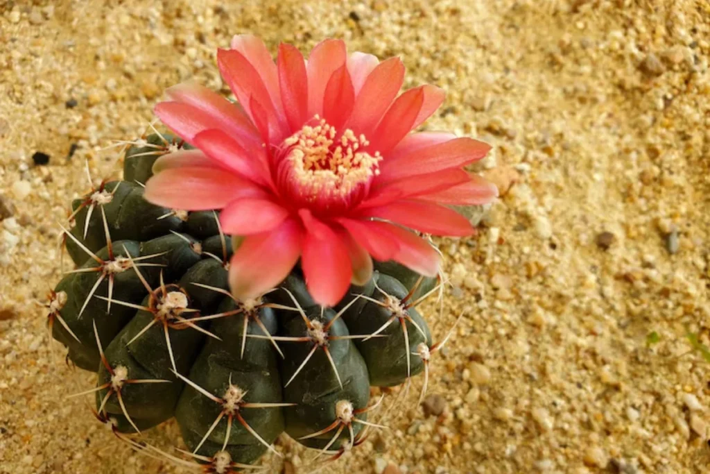 Cacto-Flor