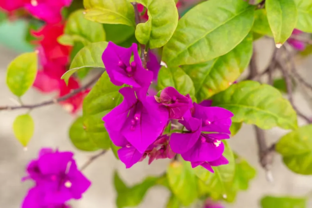 Buganvília (Bougainvillea spp.)