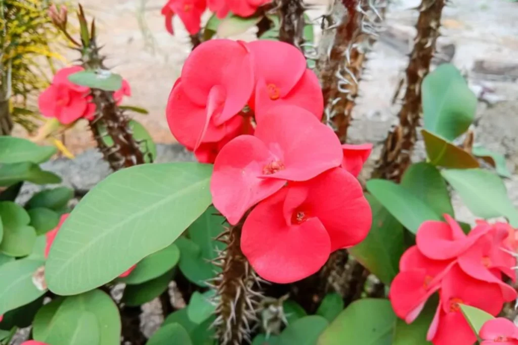 Coroa-de-Cristo (Euphorbia milii)