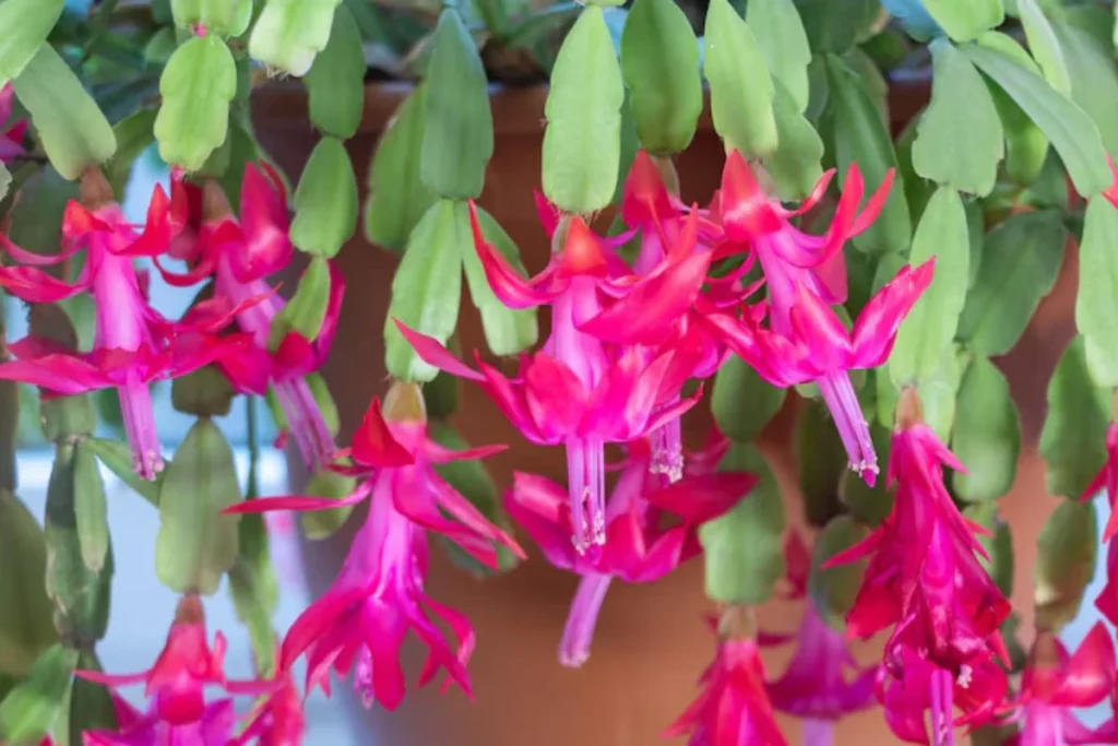cacto-flor-de-maio (Schlumbergera)