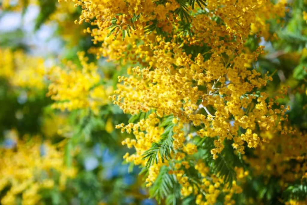 Acácia-Mimosa (Acacia dealbata)