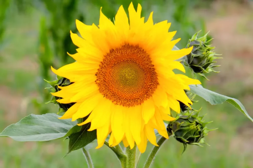 Girassol (Helianthus annuus)