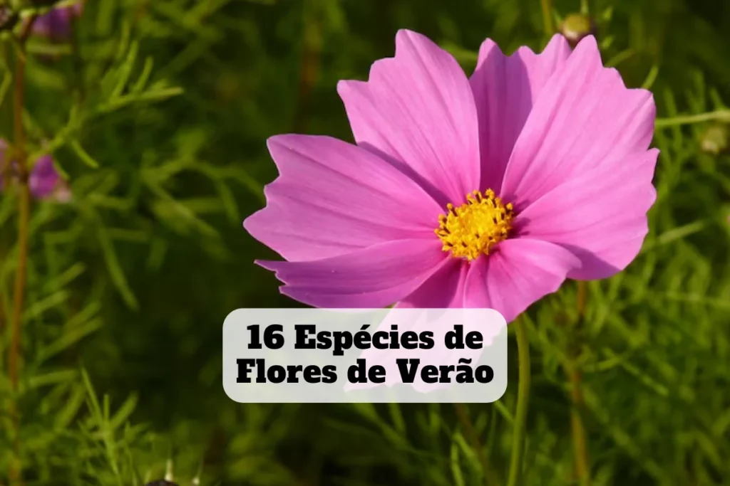 flores de verão