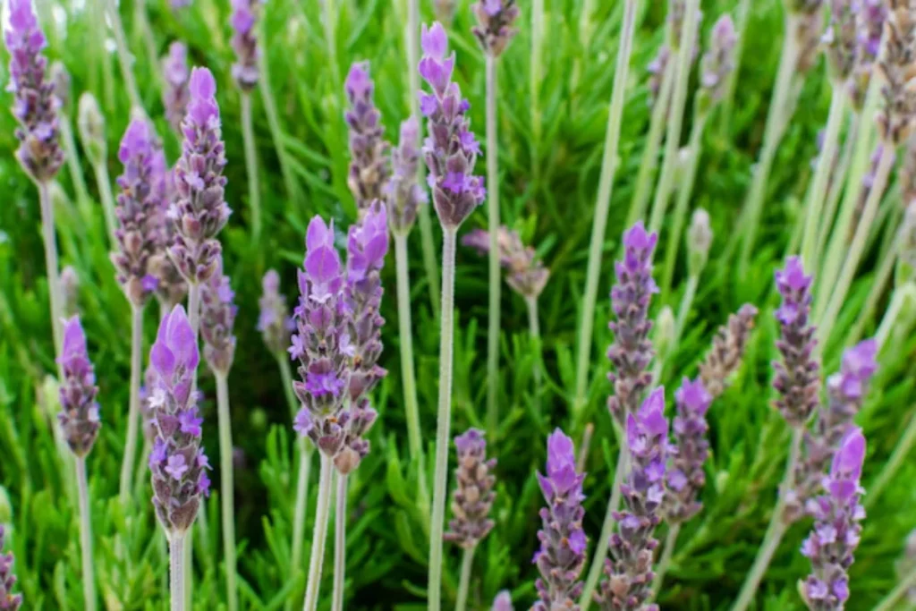 Lavanda (Lavandula spp.)
