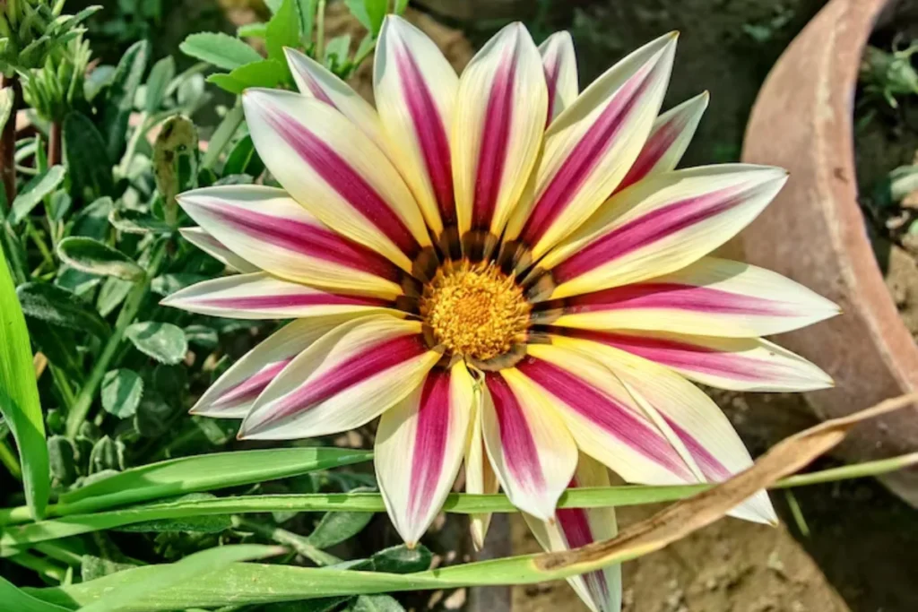 Gazânia (Gazania rigens)
