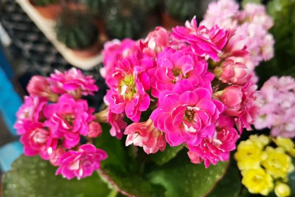 Calandiva (Kalanchoe blossfeldiana)
