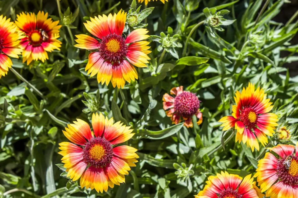 Gailárdia (Gaillardia pulchella)