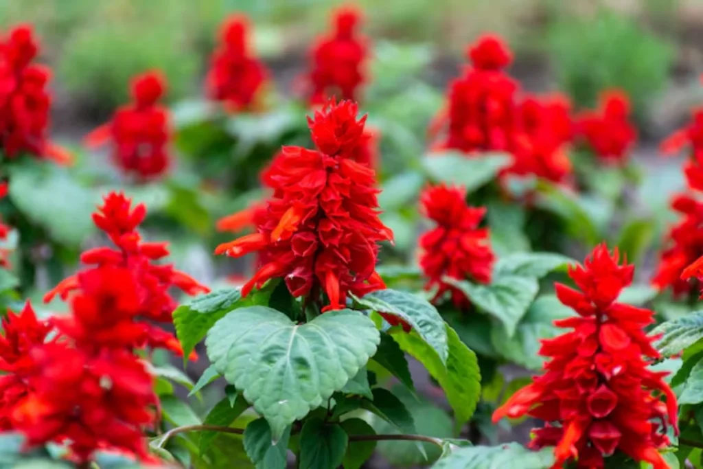Sálvia (Salvia splendens)