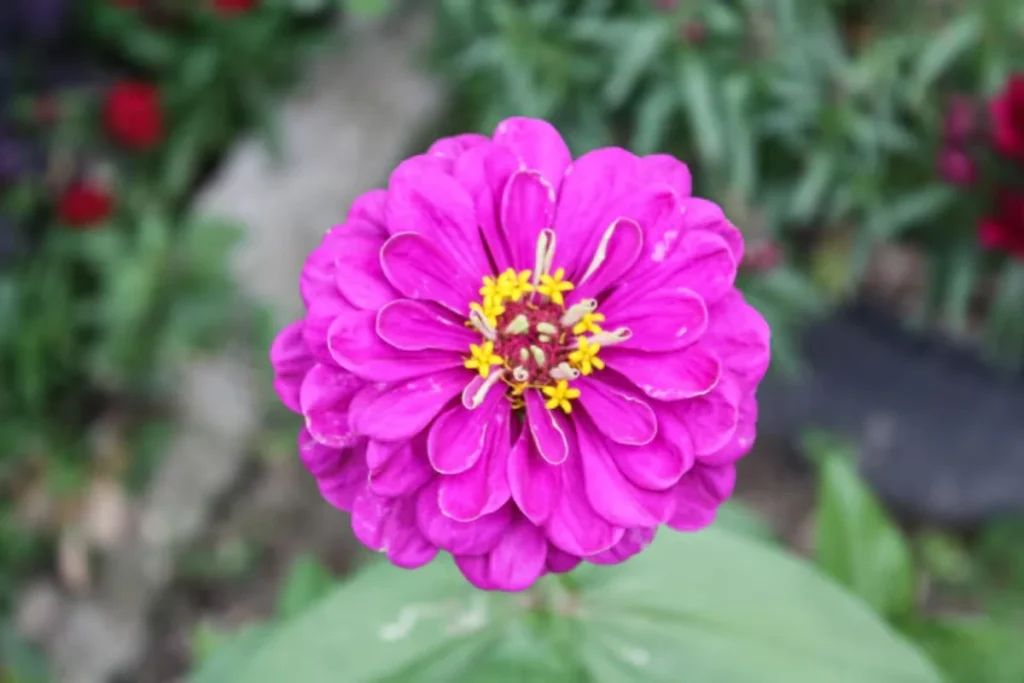 Zínia (Zinnia elegans)