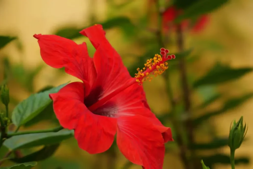Hibisco (Hibiscus rosa-sinensis)