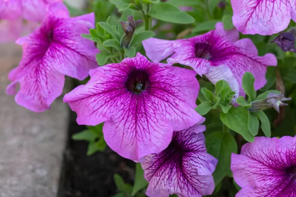 Petúnia (Petunia x hybrida)