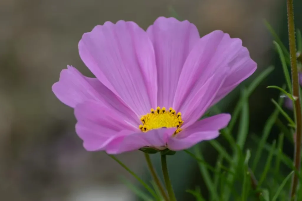 Cosmos (Cosmos bipinnatus)