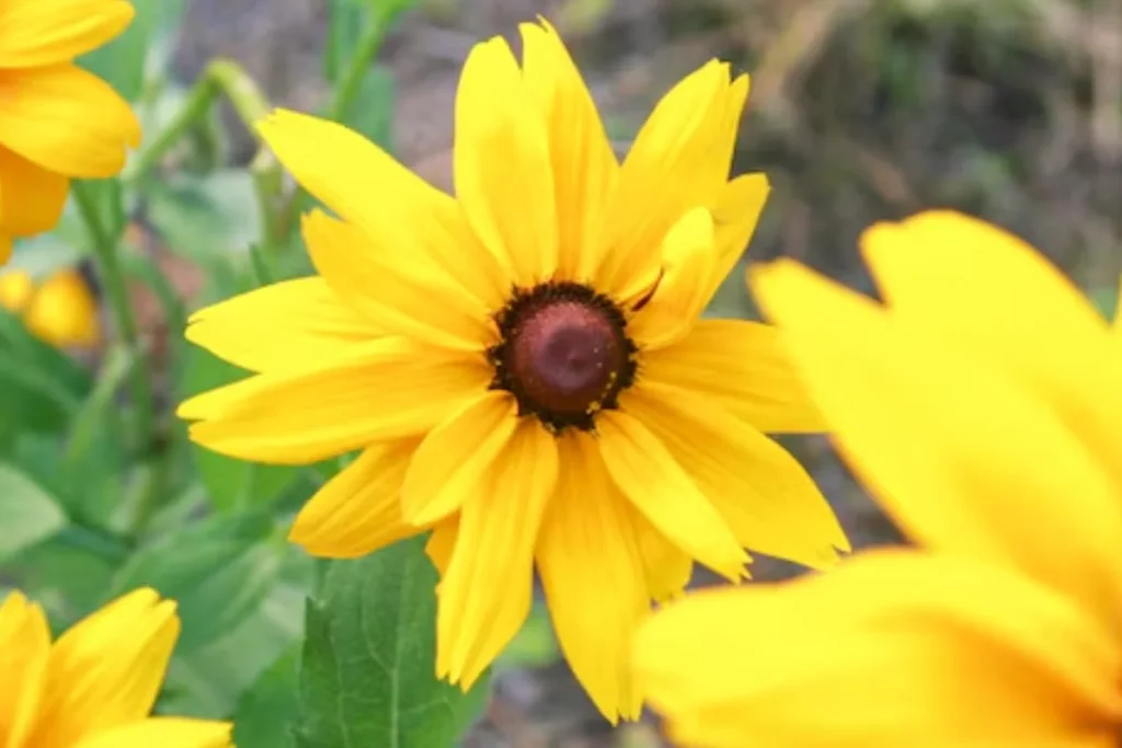 Margarida-Amarela (Rudbeckia hirta)