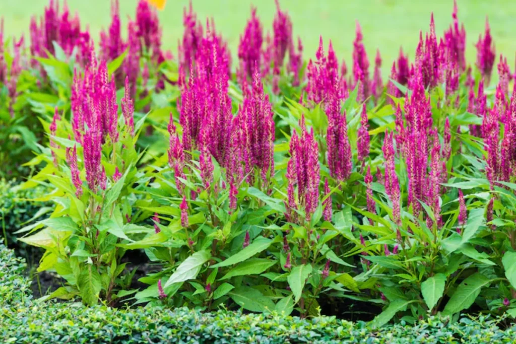 Celosia (Celosia argentea)