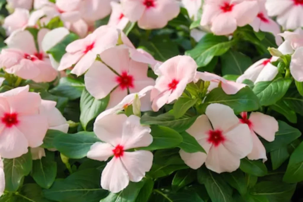 Vinca (Catharanthus roseus)