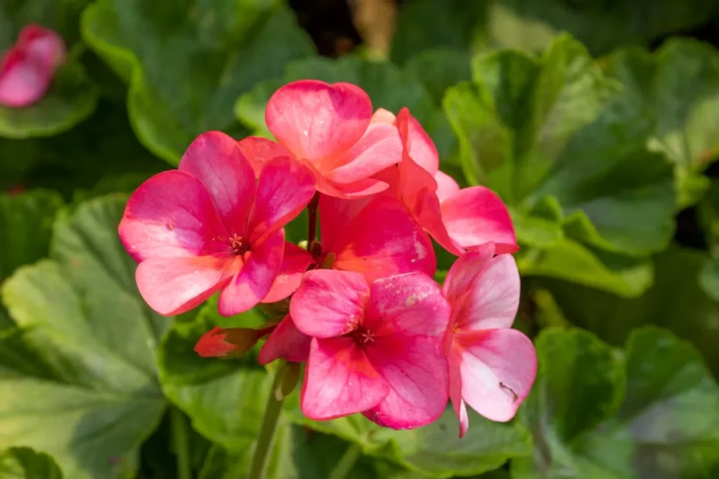 Gerânio (Pelargonium spp.)