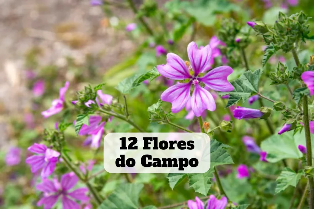 flores do campo